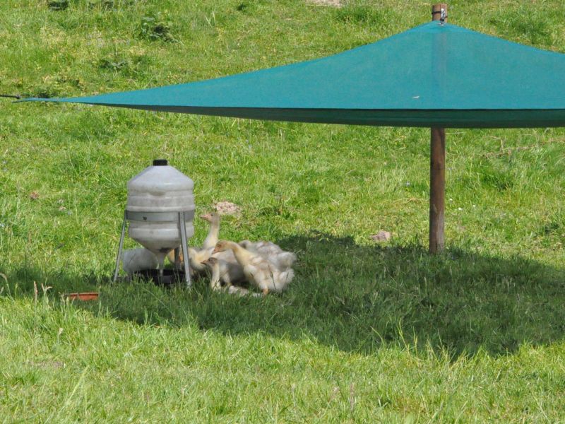 Bild 2 - Sonnensegel 3 x 3 Meter als Schutz für Gänseküken