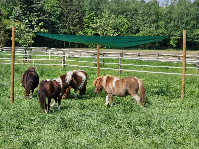 Die Shettys freuen sich über extra Schatten