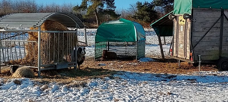 Weidezelt klein für Schafe mit Futterraufe