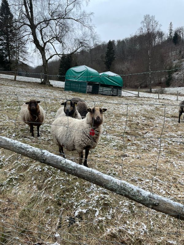 Winterweide Schafe mit zwei kleinen Weizelten