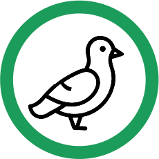 Tauben